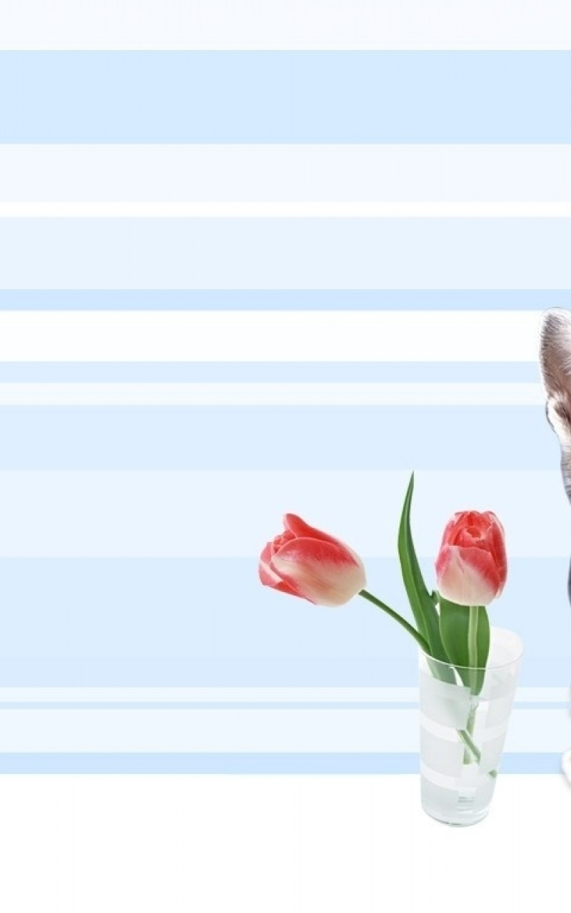 tulipany i kot