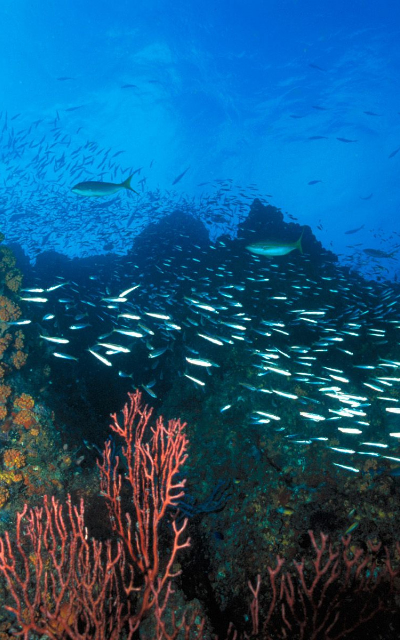 Los Roques Reef, Venezuela.jpg