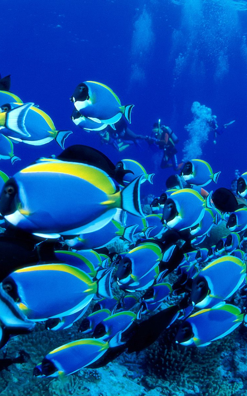 Powder Blue Tangs.jpg