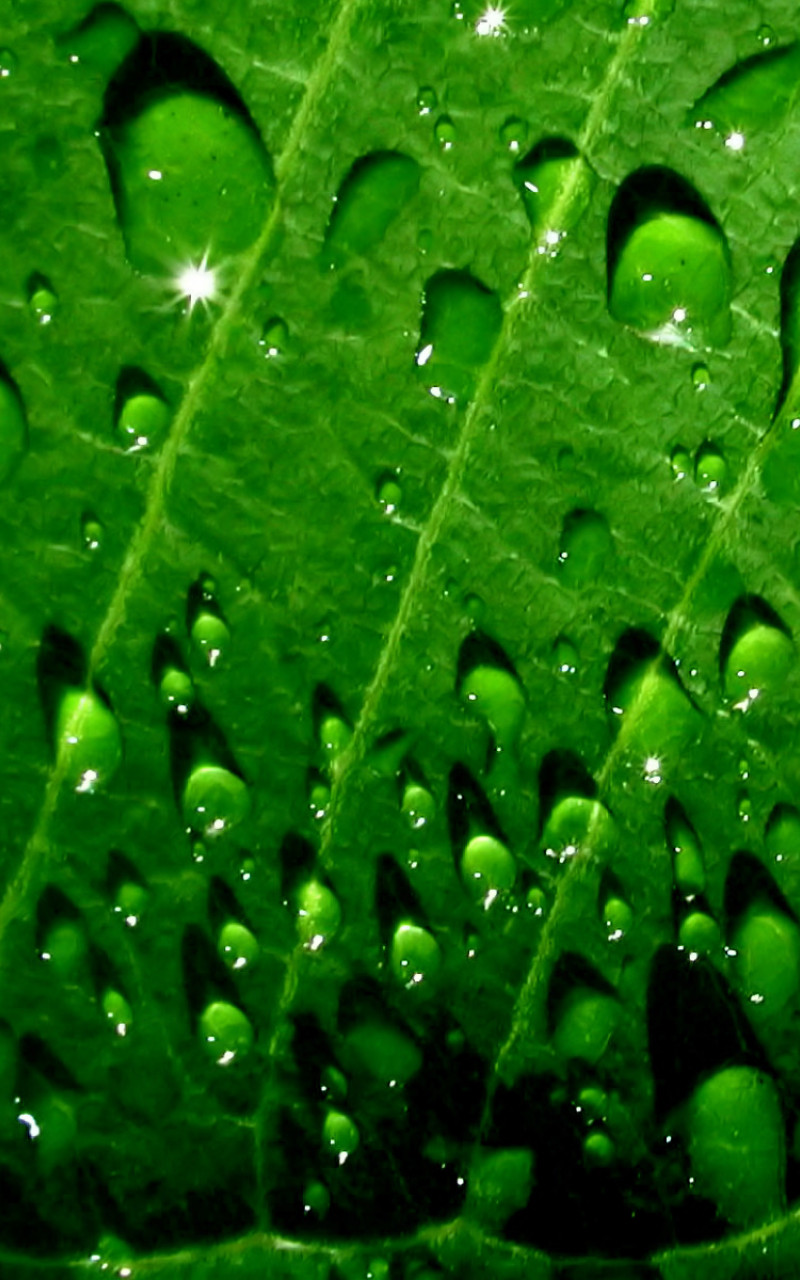 makro-foto-zielone-rosliny (74).jpg