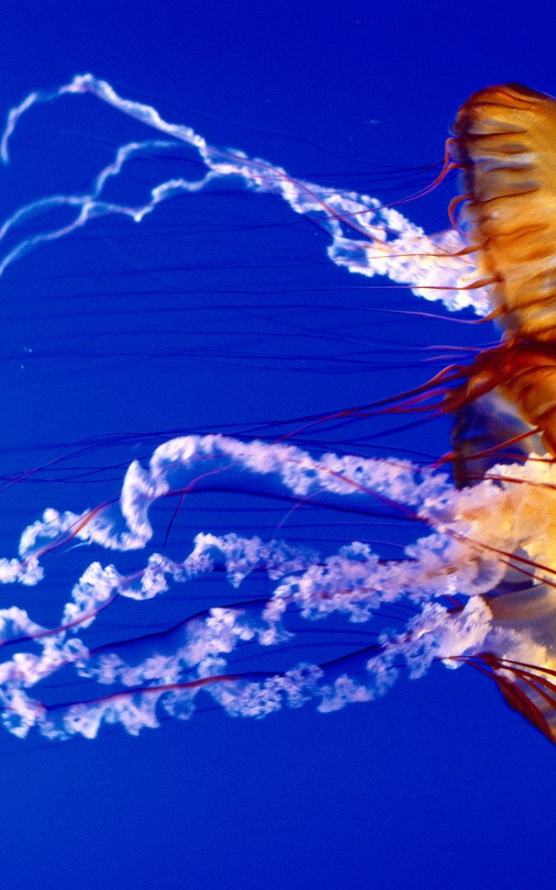 Sea Nettles.jpg