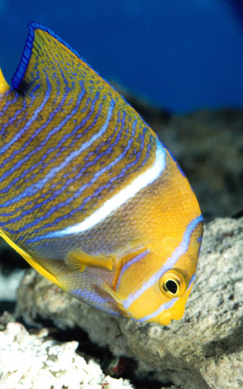 King Angelfish.jpg