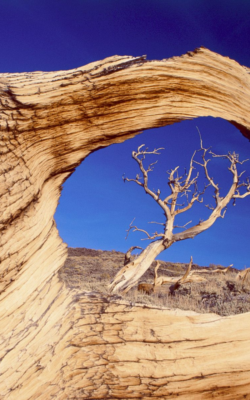 Bristlecone Pine, White Mountains, California.jpg