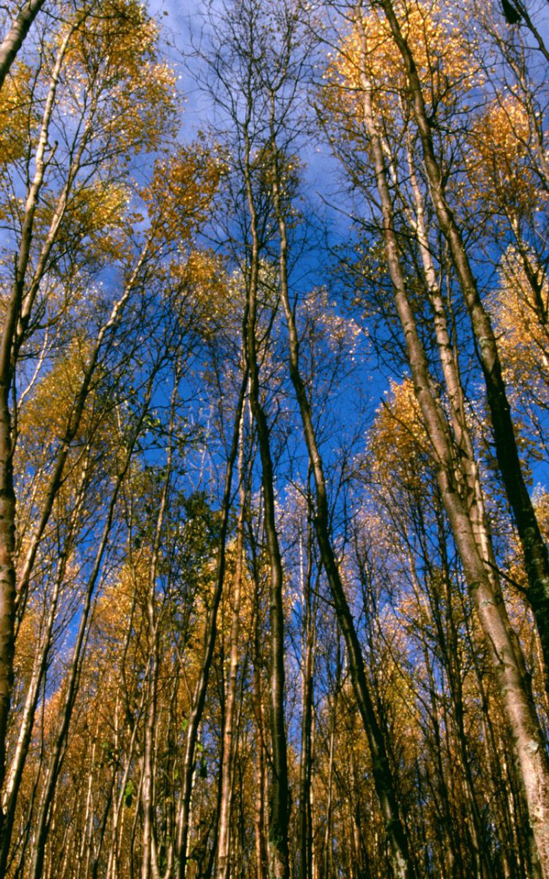 Autumn Aspens, Hidden Lake, Alaska.jpg