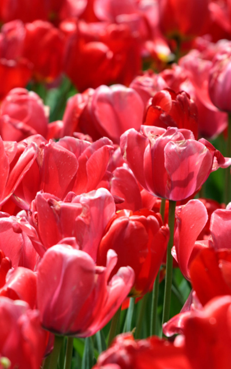 Tulipany (22).jpg