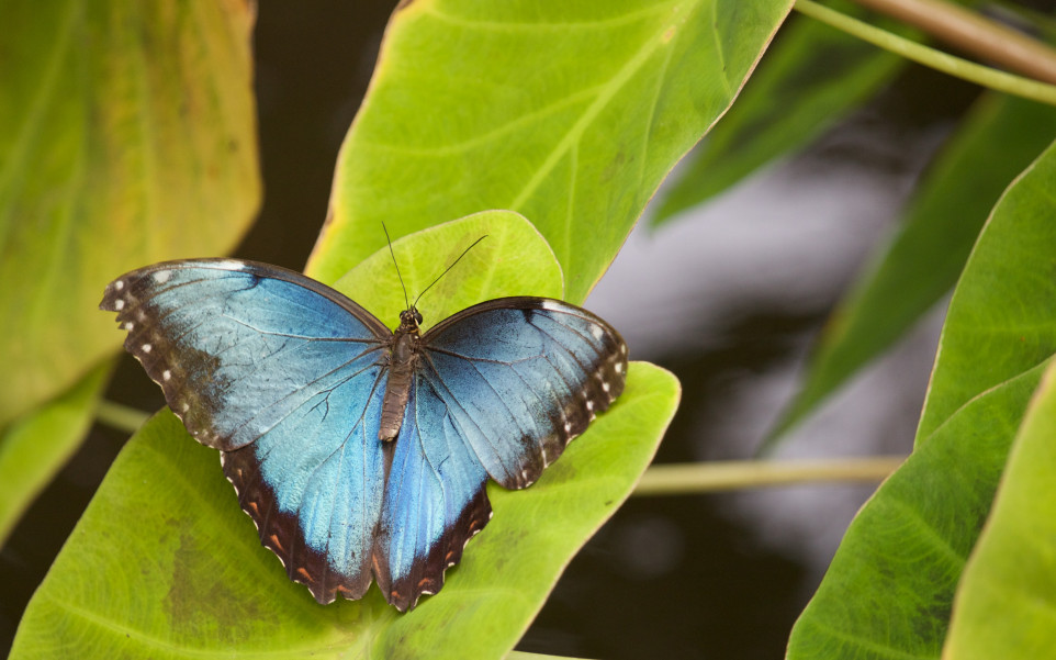 Morpho Menelaus na liściu