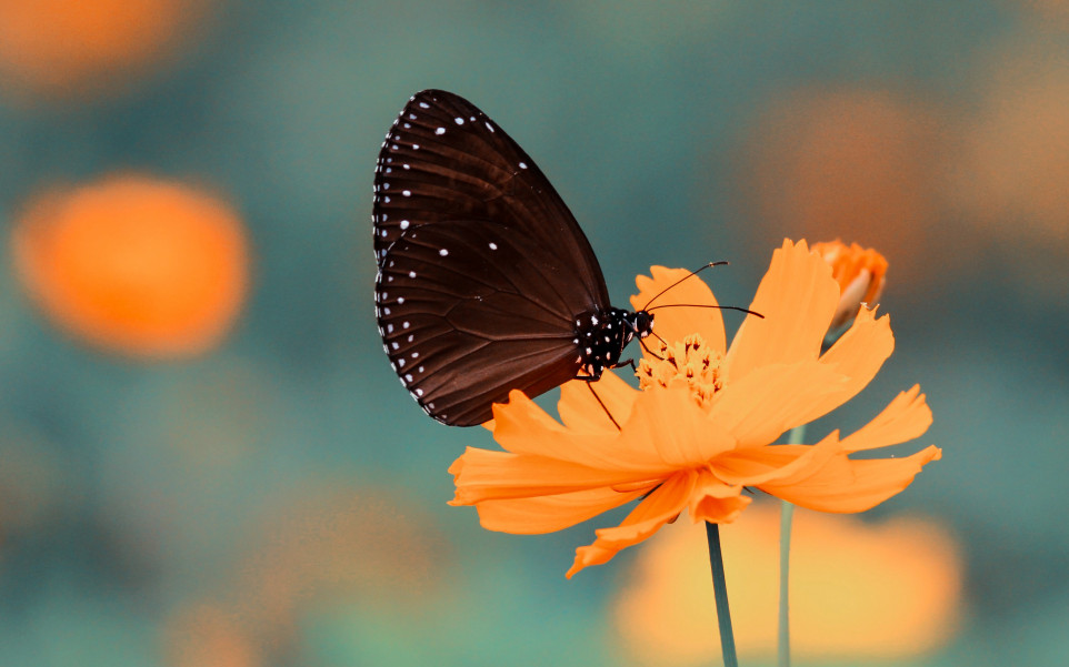 Motyl spija nektar z pomarańczowego kwiatka