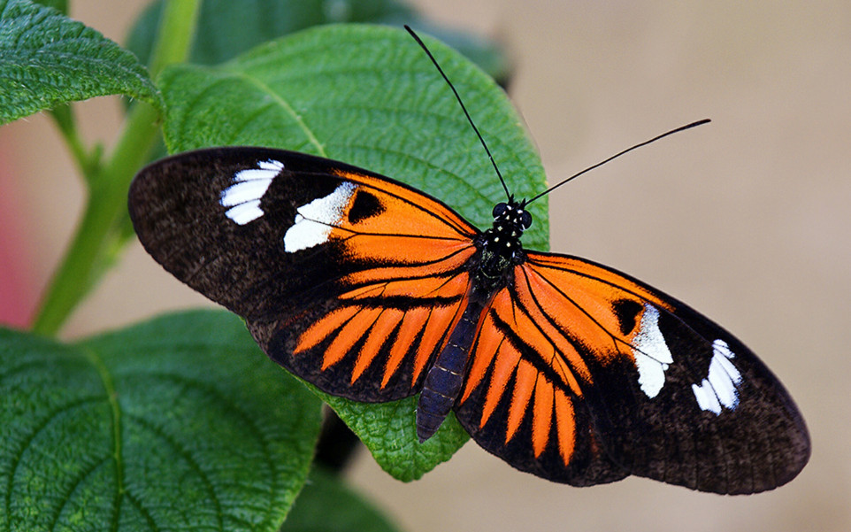 Pomarańczowo czarny motyl