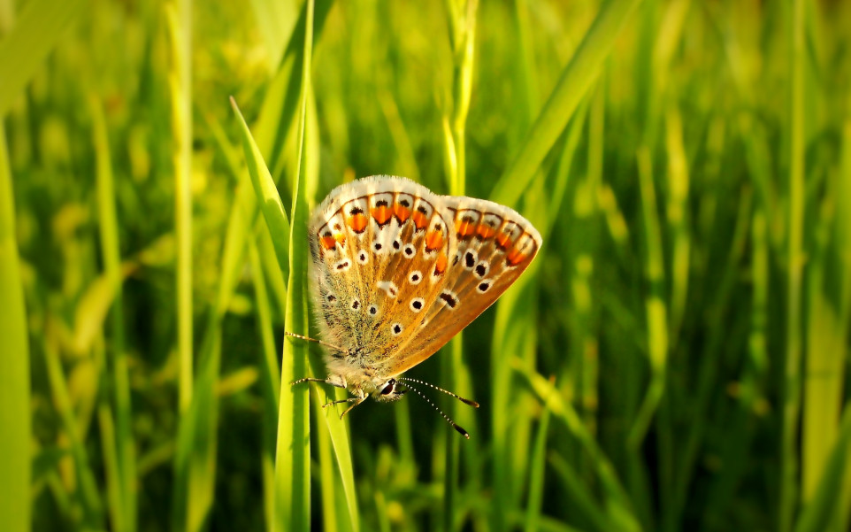 Modraszek agestis na trawie