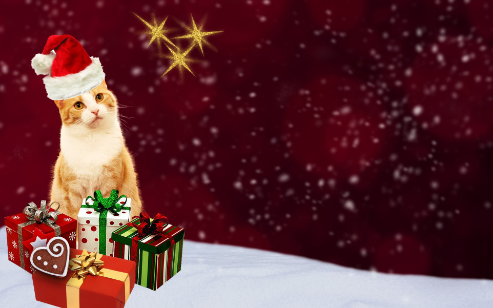 Kot i prezenty w Święta Bożego Narodzenia