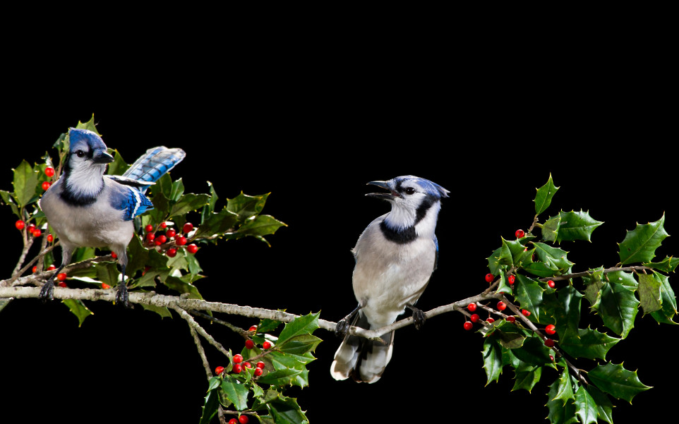 Niebieskie ptaszki wśród drzew