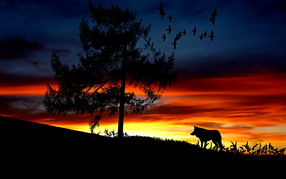 Wilk, Zachód słońca