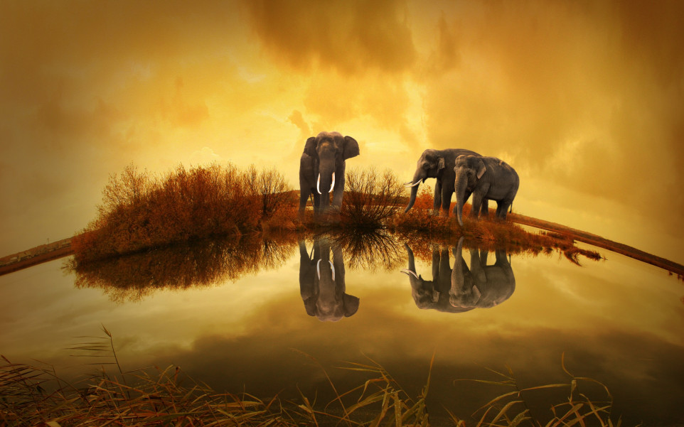 Tajlandia i słonie