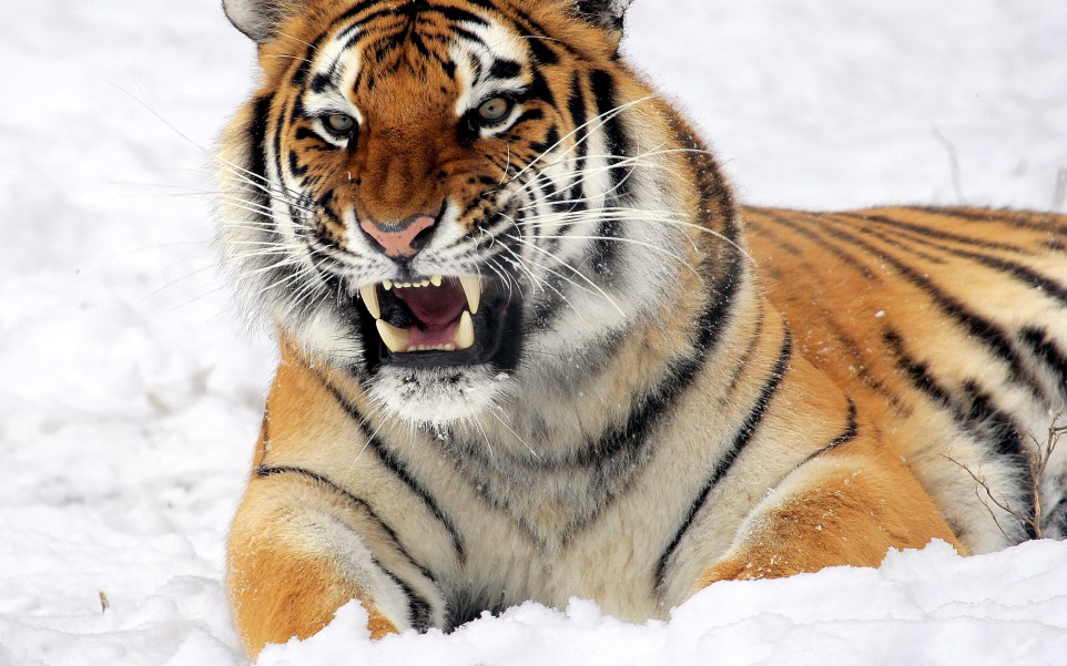 Tygrys, Śnieg, Growling, Zoo