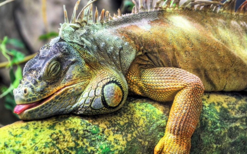 iguana