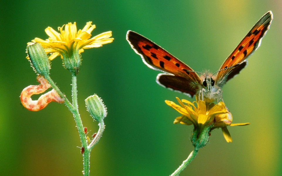 Motyl