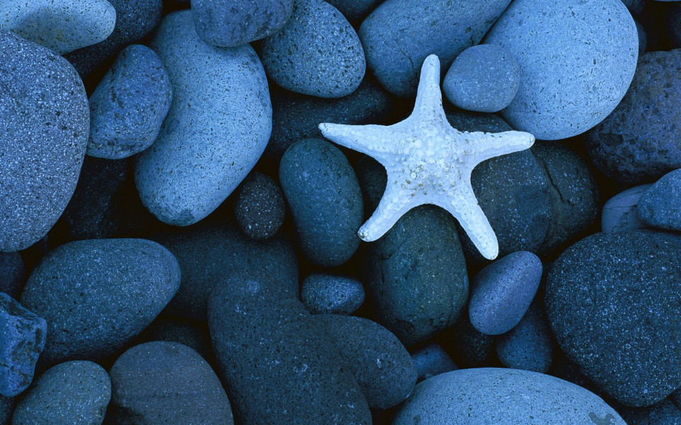 Sea Star on a Rocky Beach, Baja California, Mexico.jpg