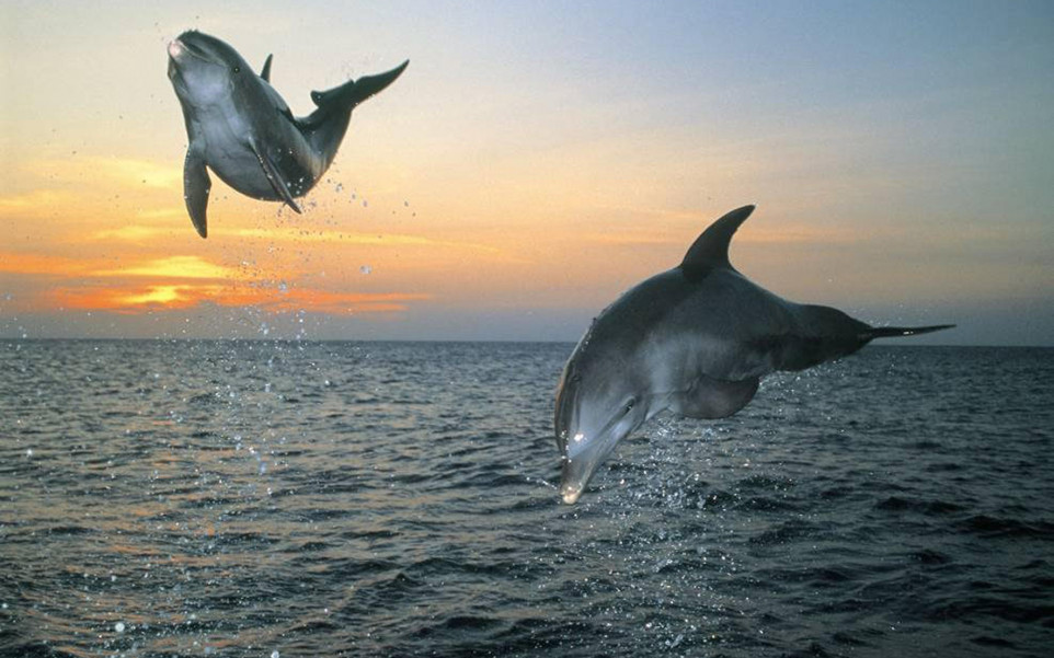 tapety delfiny (64).jpg