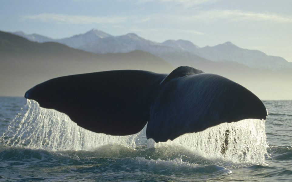 Sperm Whale.jpg