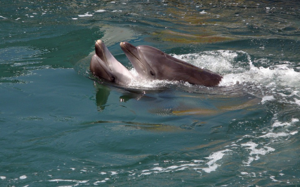 tapety delfiny (16).jpg