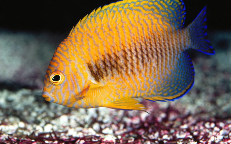 Potter's Angelfish.jpg