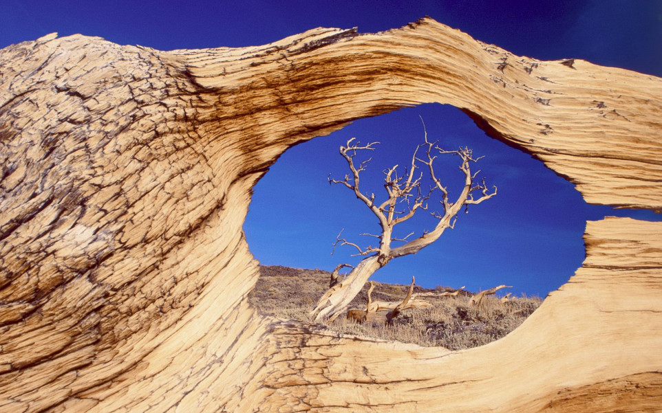 Bristlecone Pine, White Mountains, California.jpg