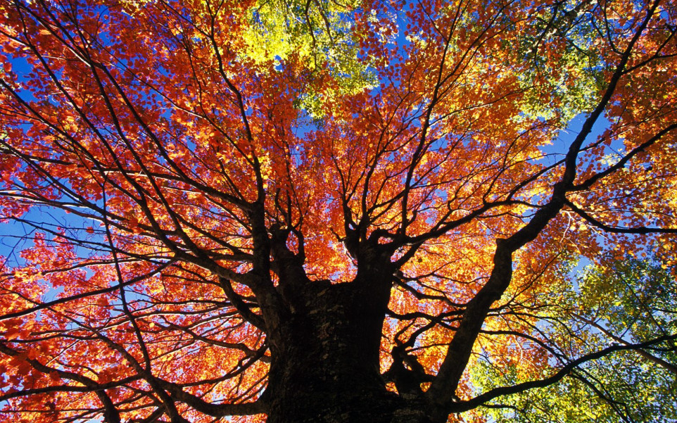 Red Maple in Autumn, Near Beckley, West Virginia.jpg