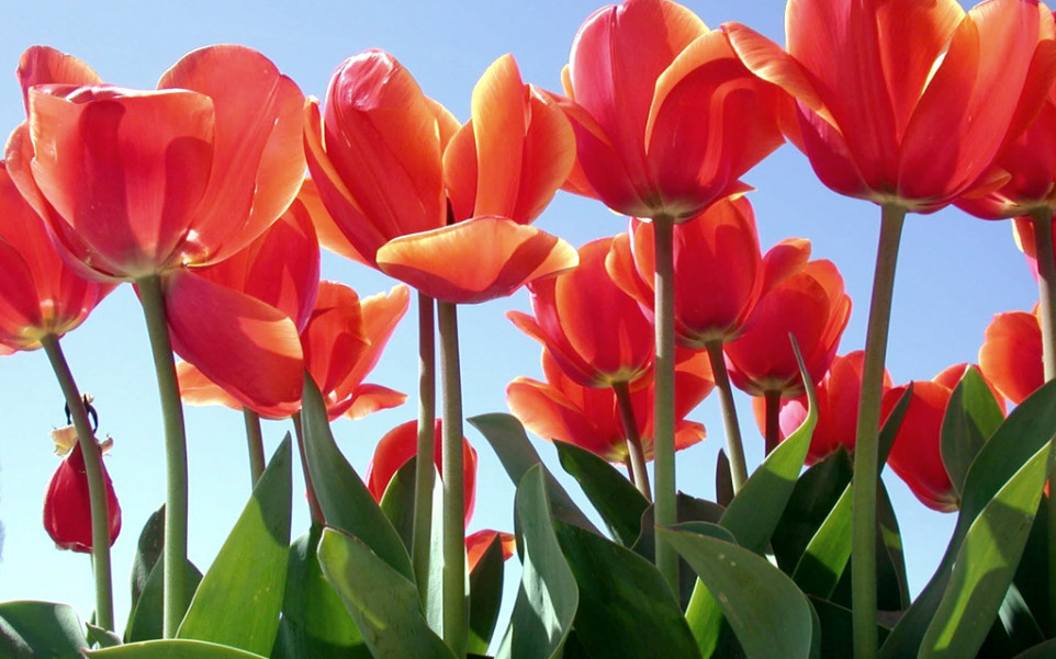 Tulipany (61).jpg