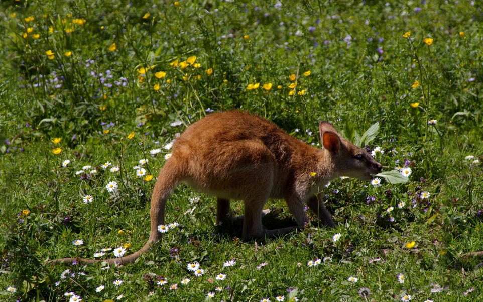 Zweirzęta 86