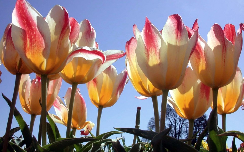 Tulipany (71).jpg