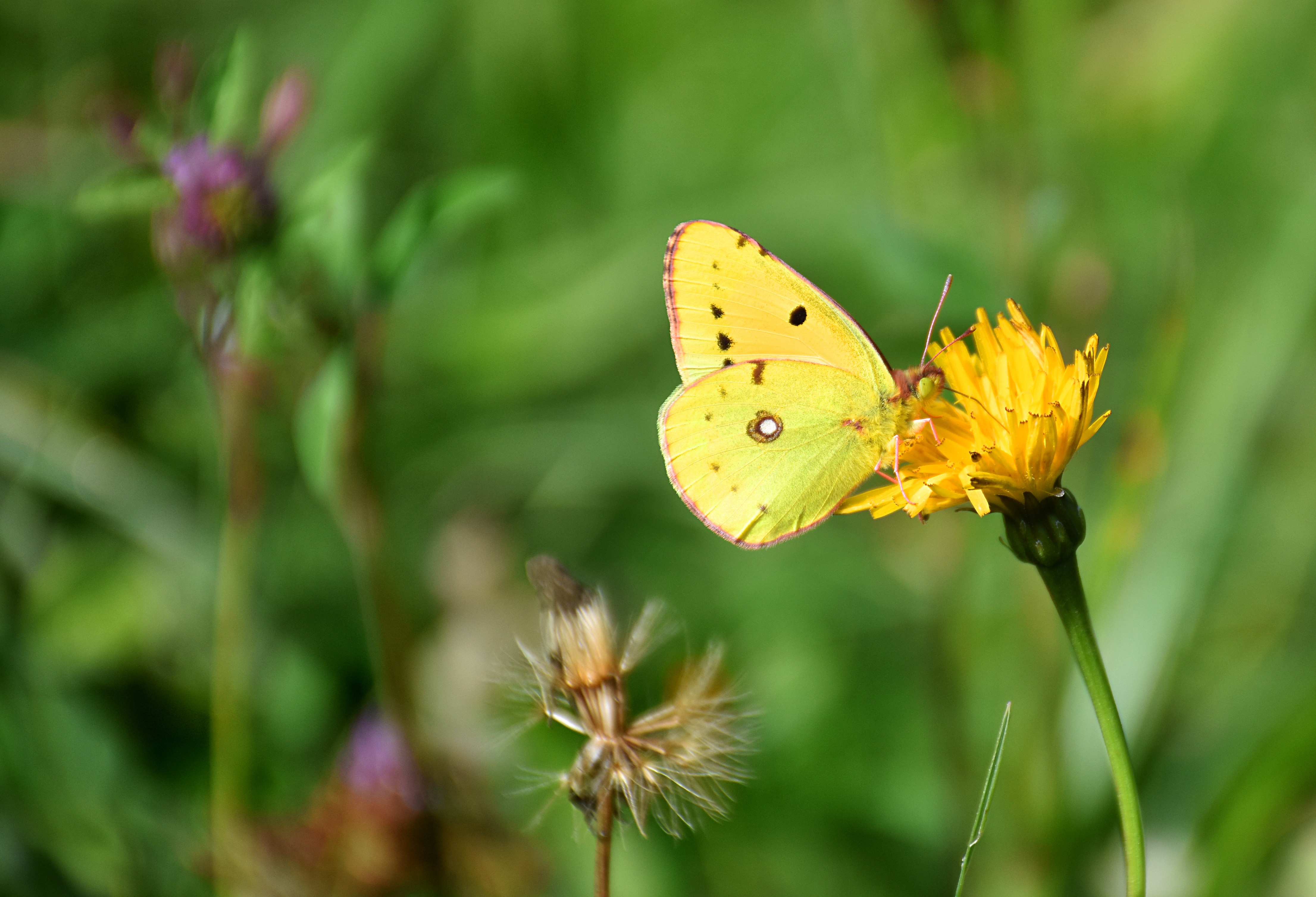 Motyl, Osiem złotych, Colias