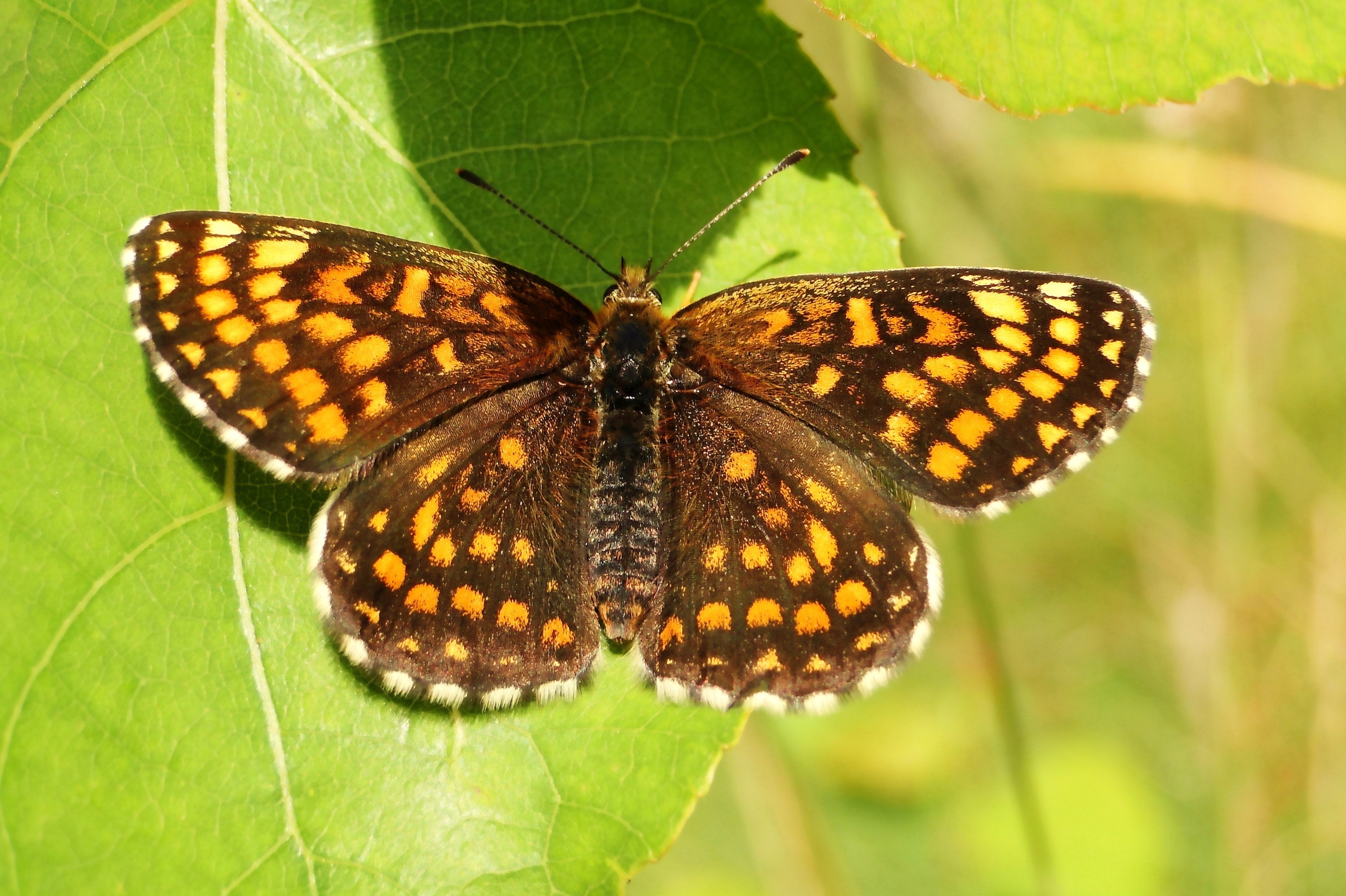 Przeplatka atalia