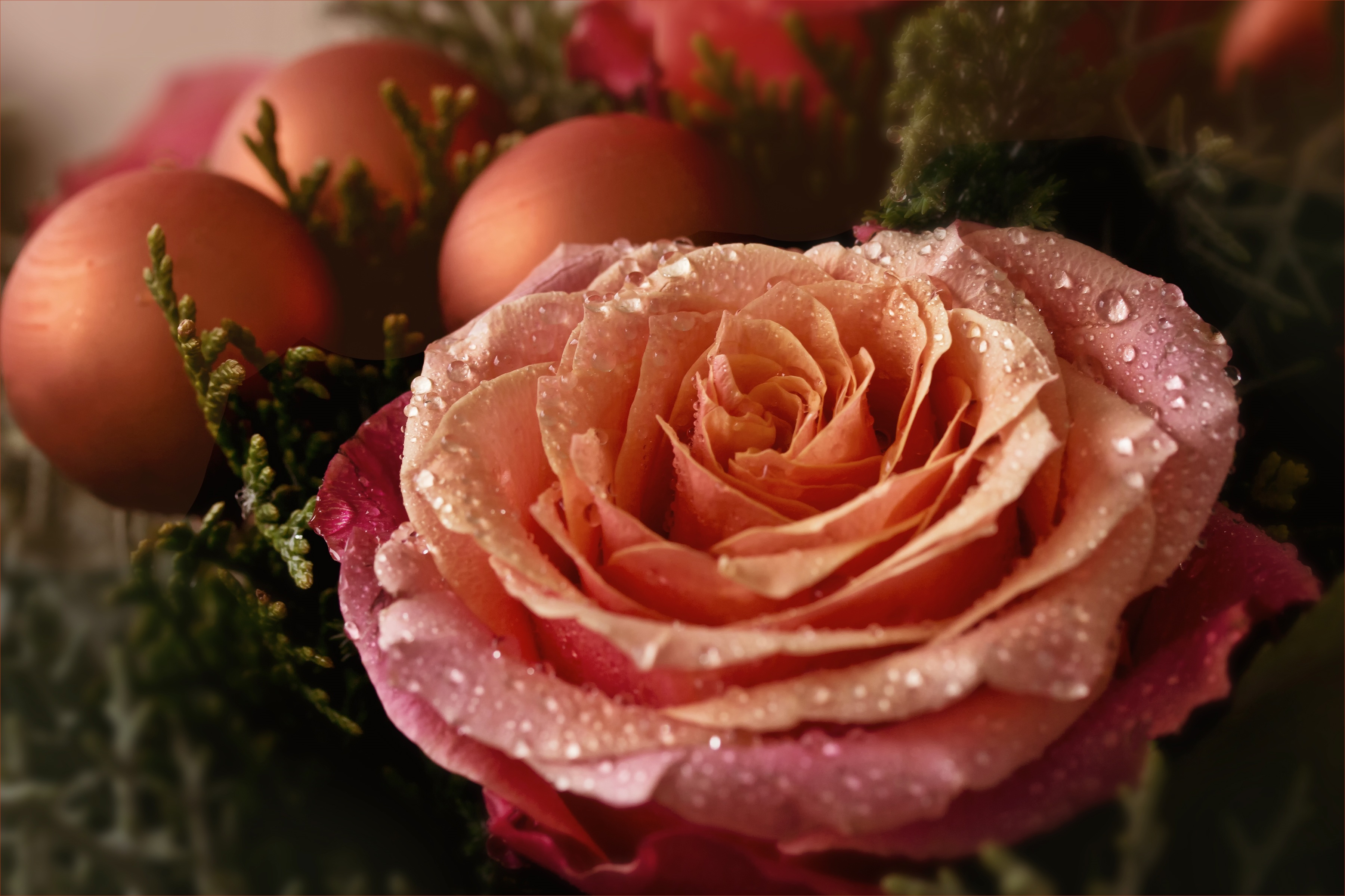 Róża i bąbki w Boże Narodzenie