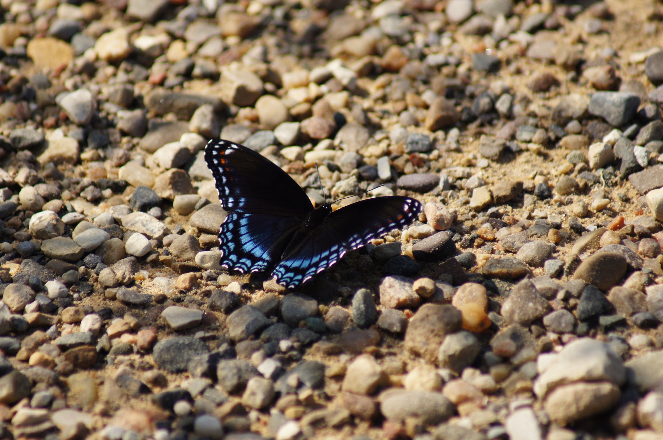 Motyl błękitno-czarny na kamieniach