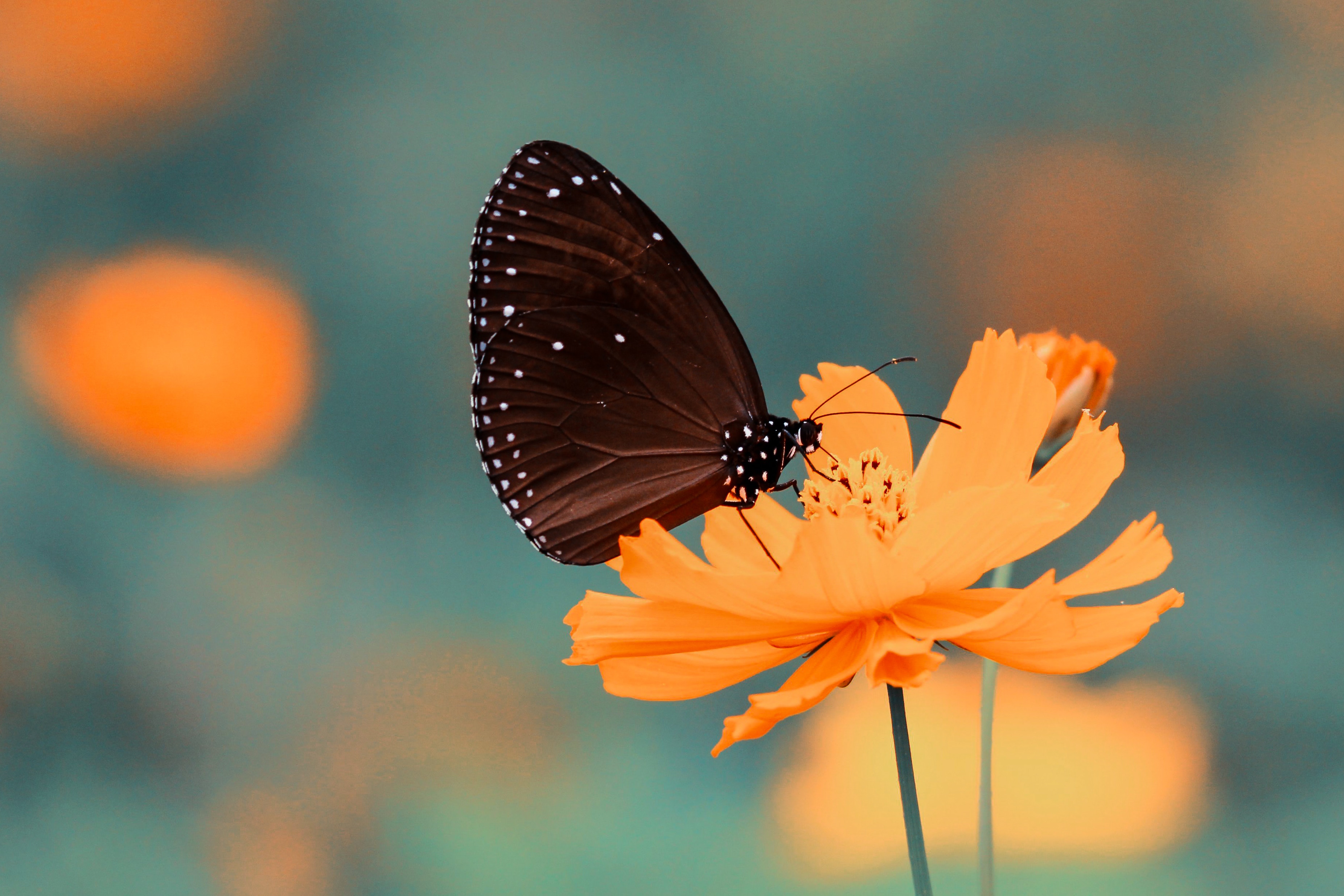 Motyl spija nektar z pomarańczowego kwiatka