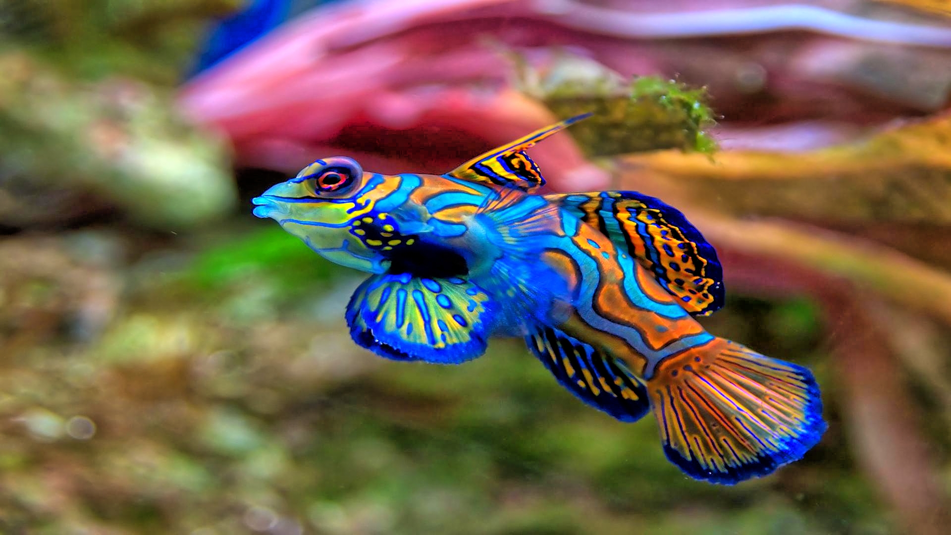 fish mandarinfish