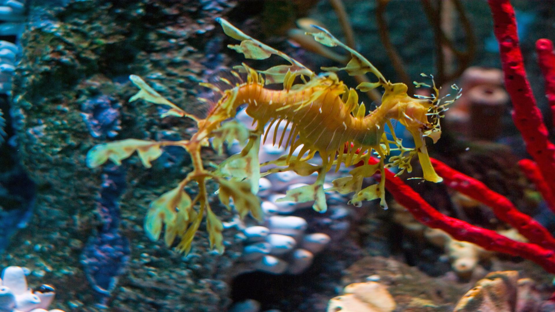 leafy sea dragon