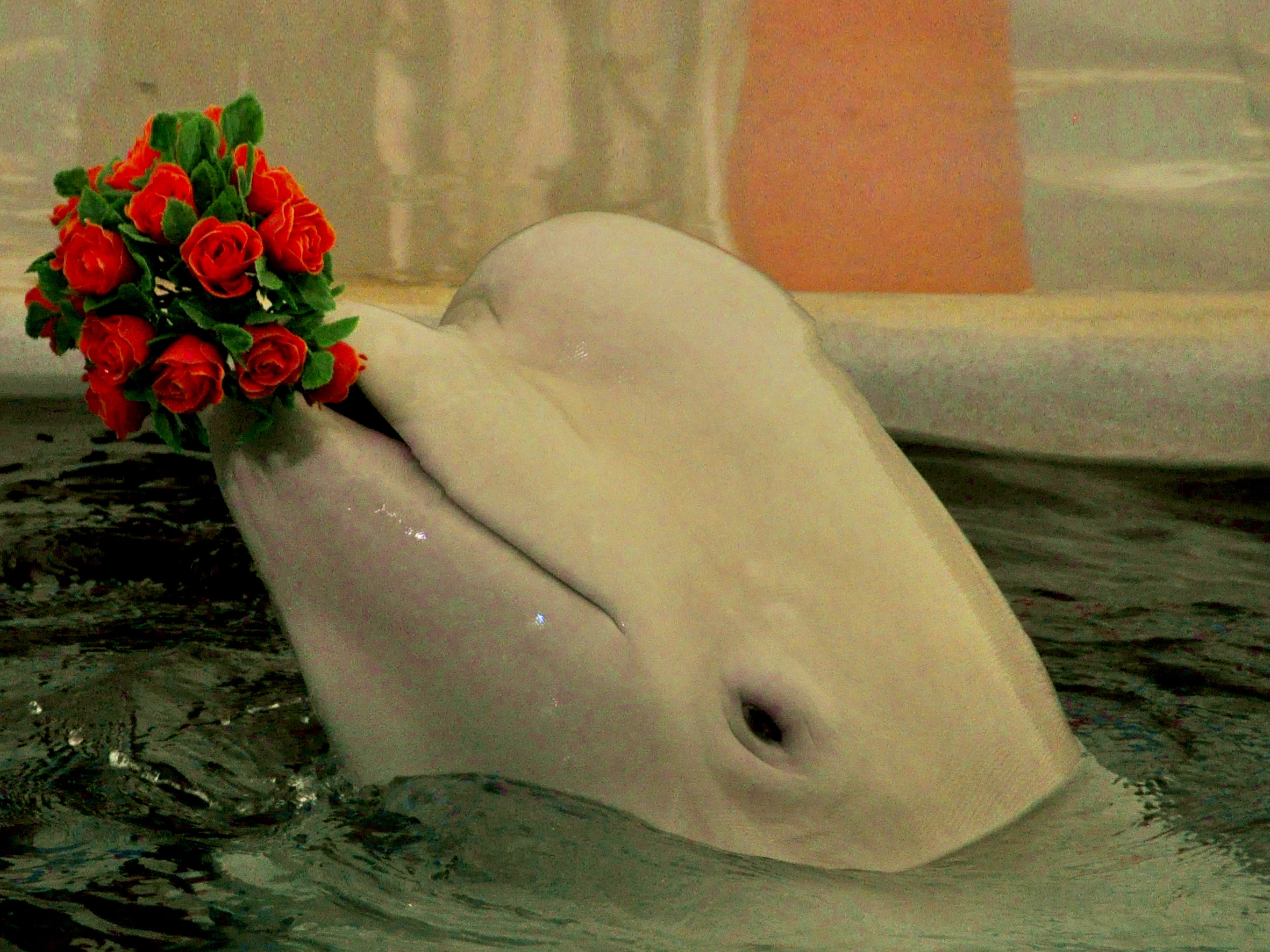 tapety delfiny (9).jpg