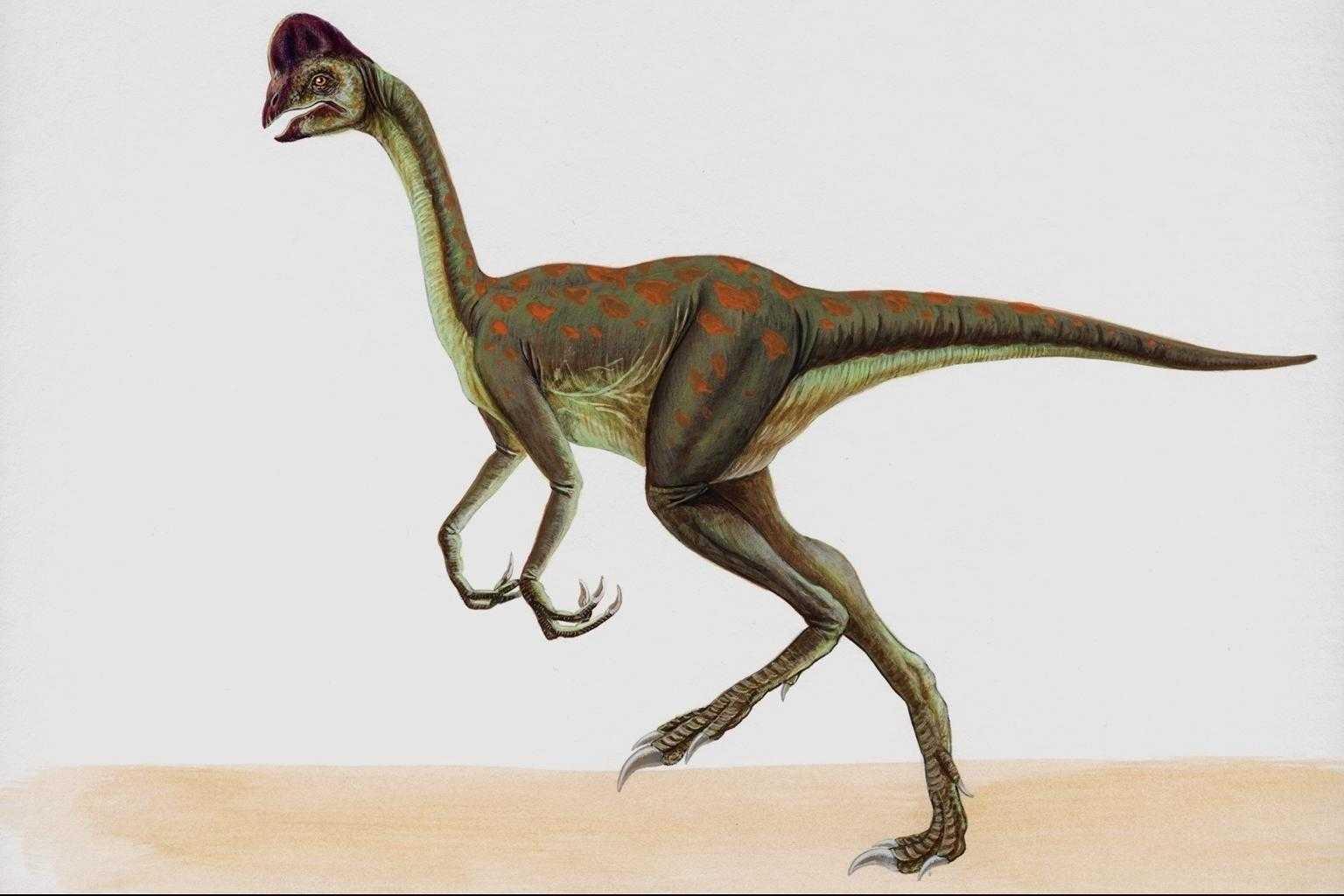 dinozaury (56).jpg