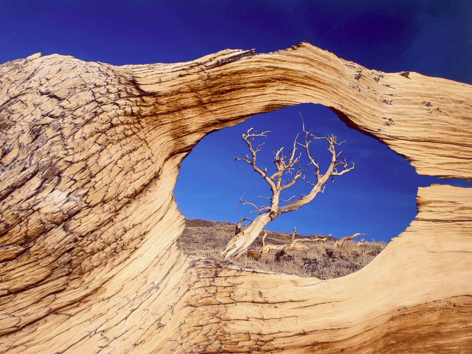 Bristlecone Pine, White Mountains, California.jpg