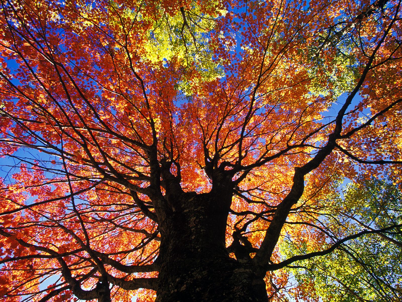 Red Maple in Autumn, Near Beckley, West Virginia.jpg