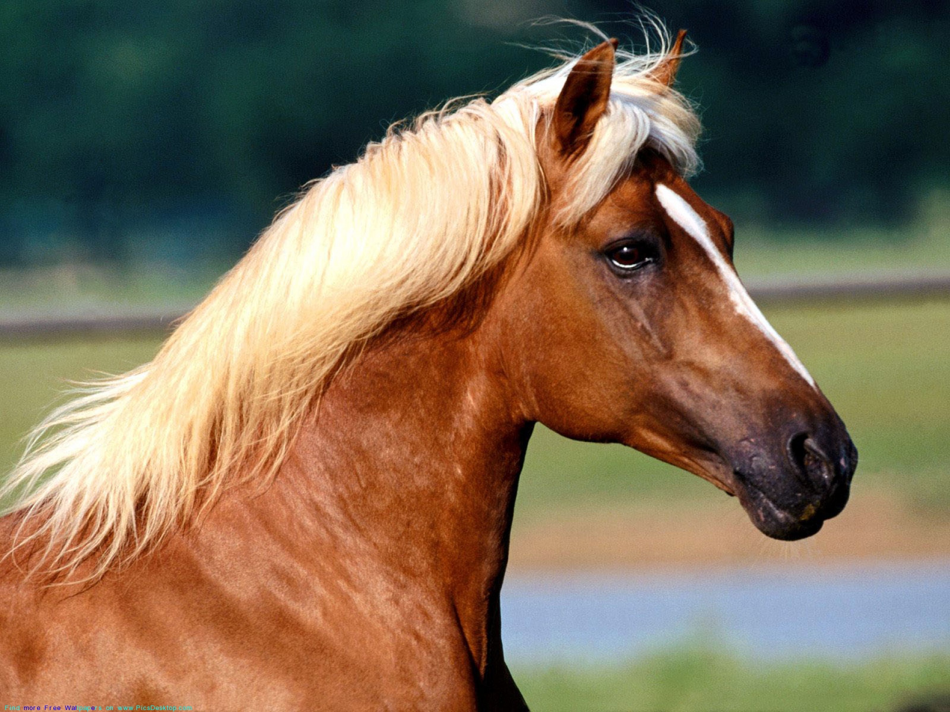 konie (22).jpg