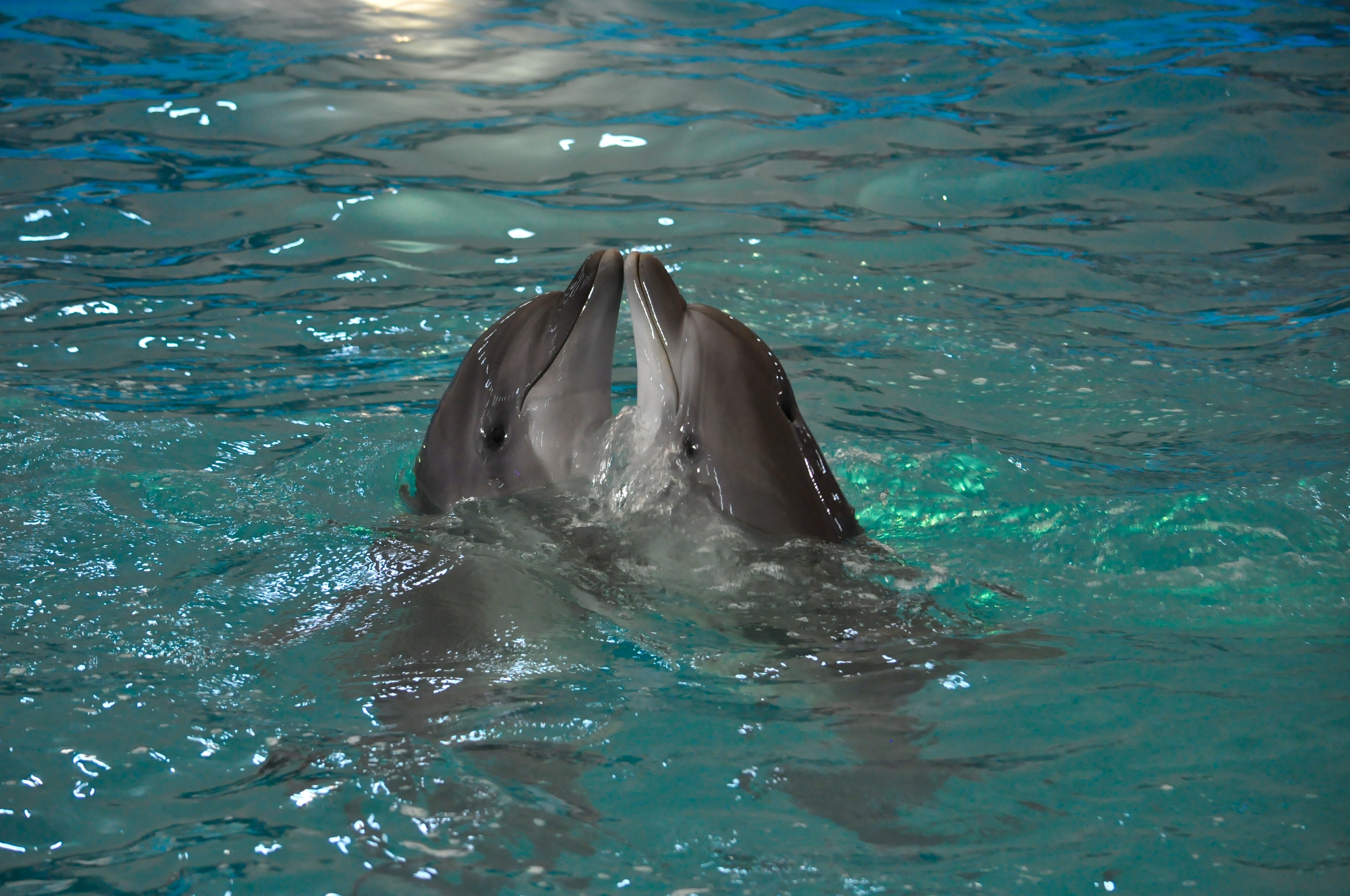 Delfiny tapety 6