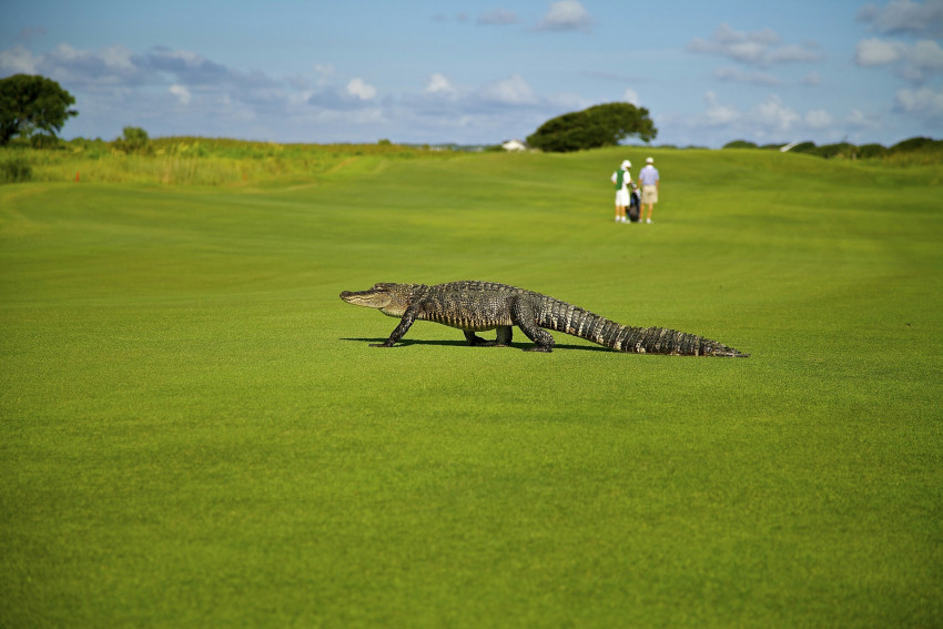 Tapeta Aligator na polu golfowych