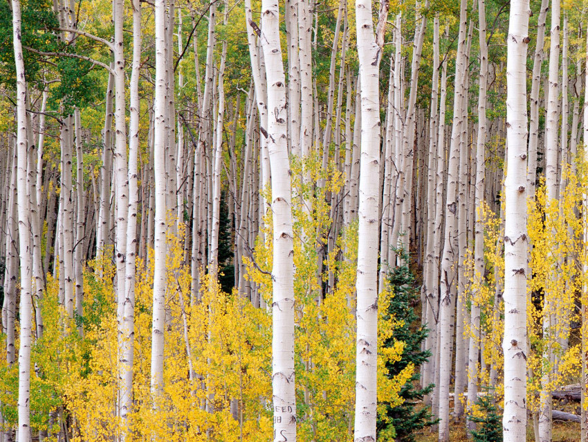 Tapeta Autumn Aspens, Colorado.jpg