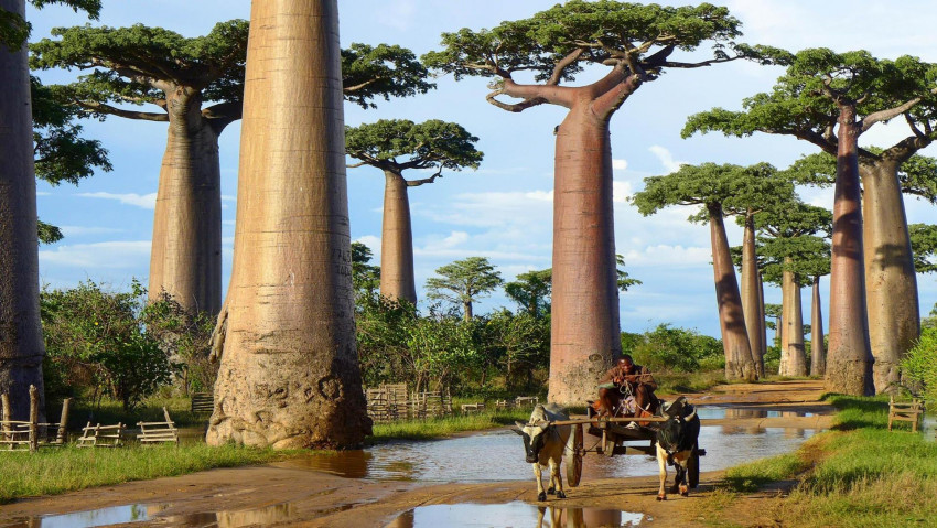 Tapeta baobab
