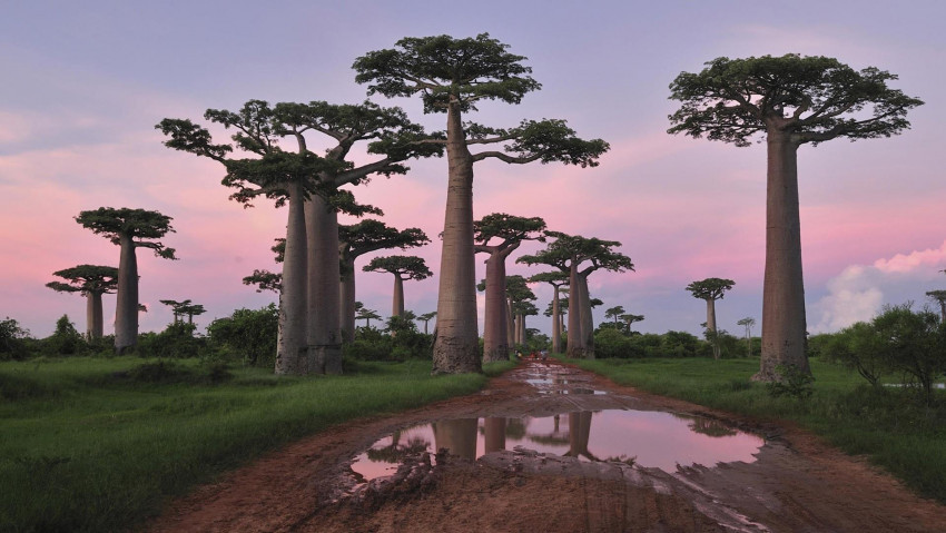 Tapeta Baobab