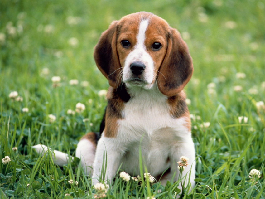 Tapeta Beagle Love.jpg