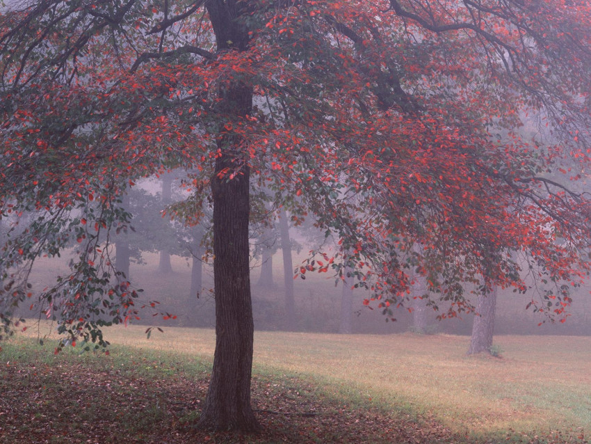 Tapeta Black Gum Tree, Crowleys Ridge, Arkansas.jpg