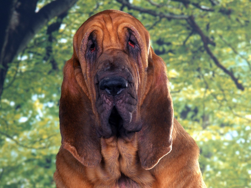 Tapeta Bloodhound.jpg